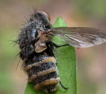 Plancia ëd Entomophthora muscae (Cohn) Fresen. 1856