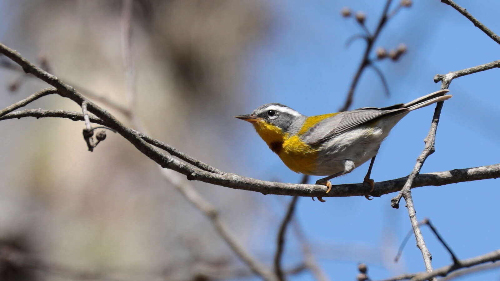 Image of Crescent-chested Warbler