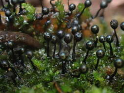 Image of Barbeyella minutissima