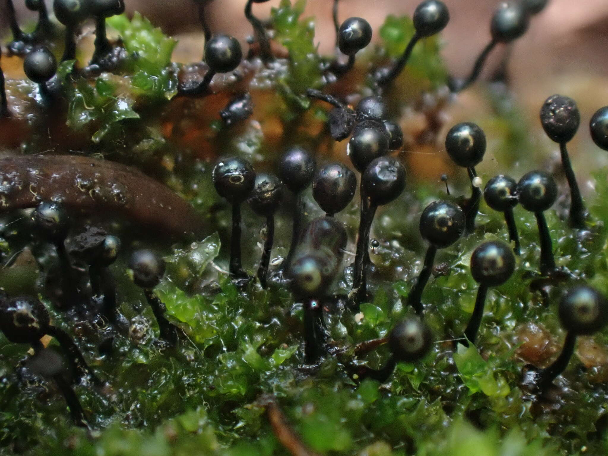 Image of Barbeyella minutissima