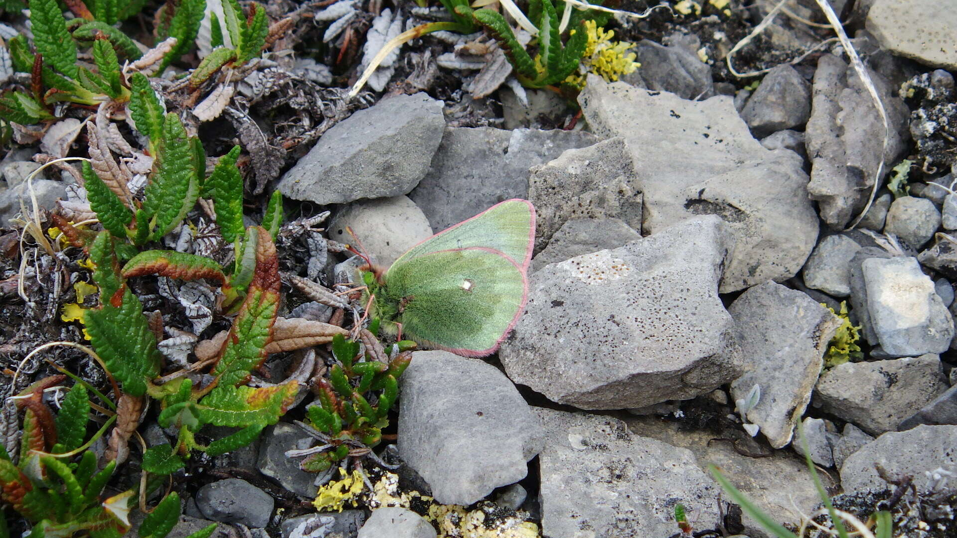 Image of Labrador Sulphur