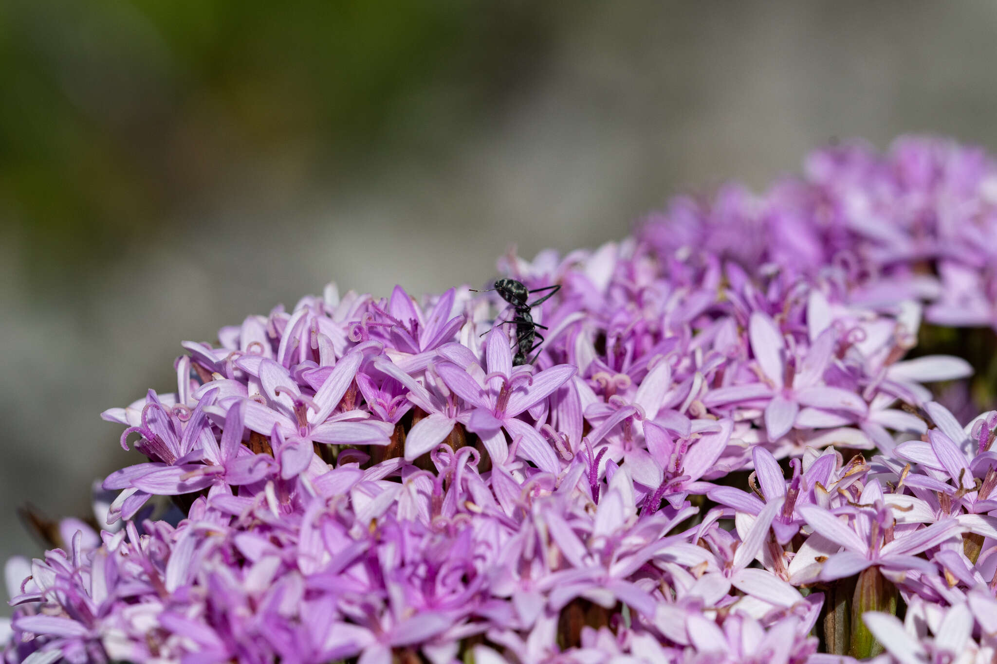 Camponotus angusticeps Emery 1886的圖片