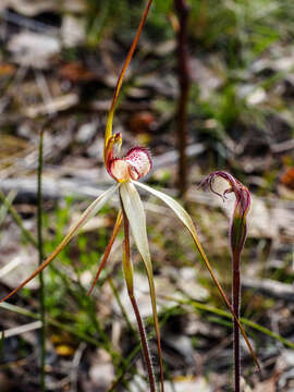 Image of Tawny spider orchid