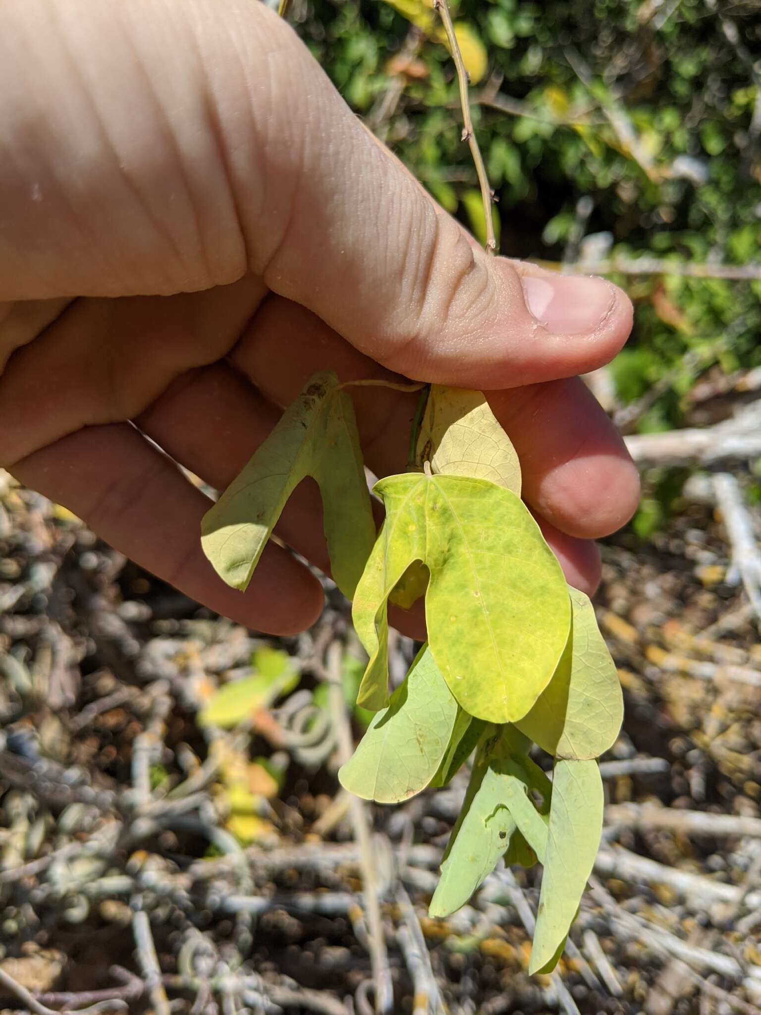 Passiflora mexicana A. Juss. resmi