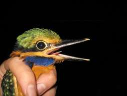 Image of Rufous collared kingfisher