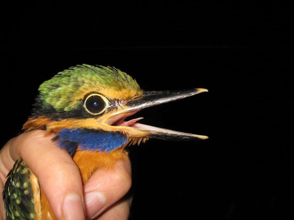 Image of Rufous collared kingfisher