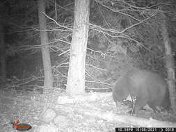 Image of West Mexican Black Bear