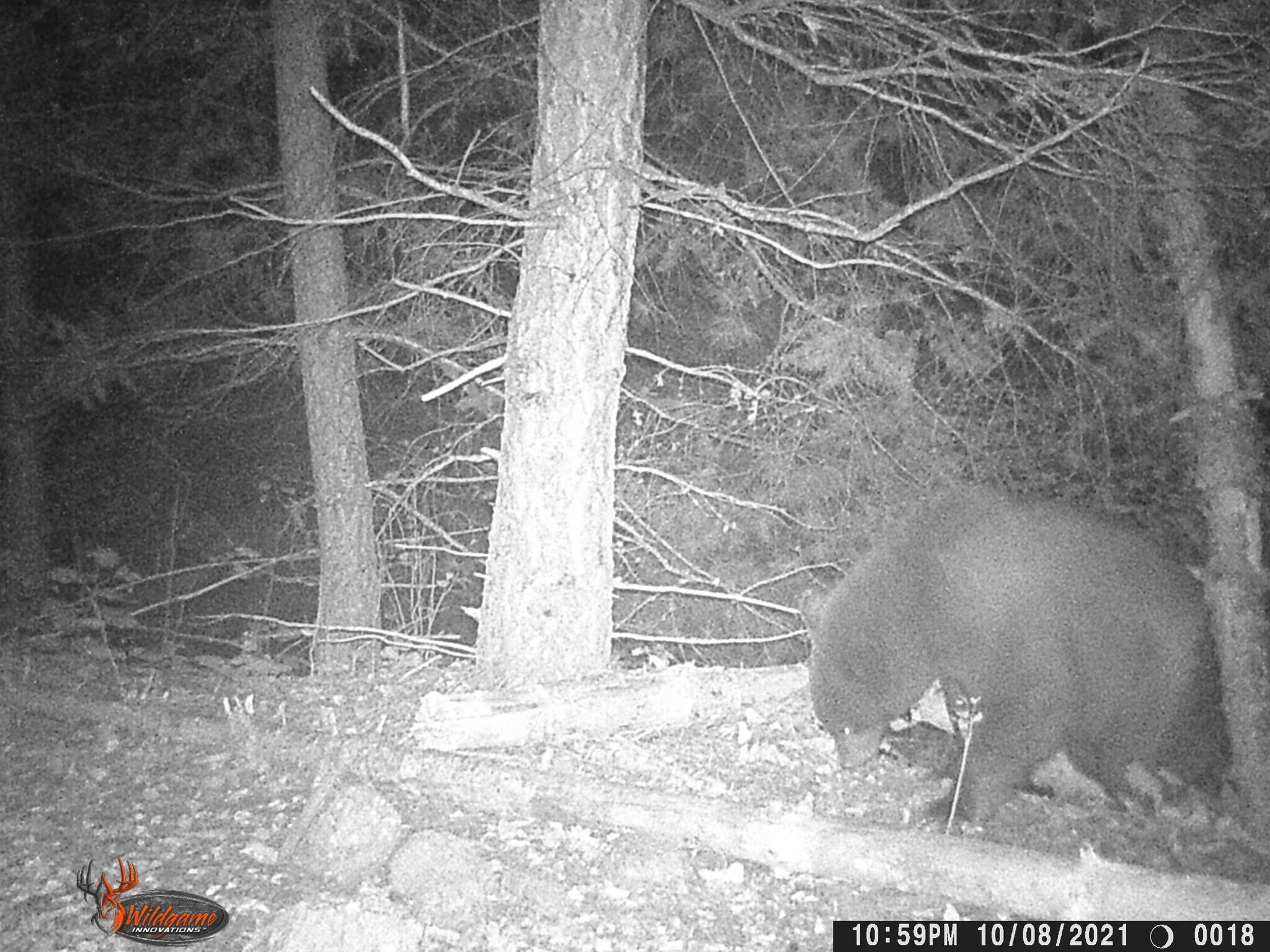 Image of West Mexican Black Bear