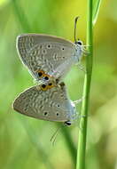 Image of Euchrysops cnejus (Fabricius 1798)