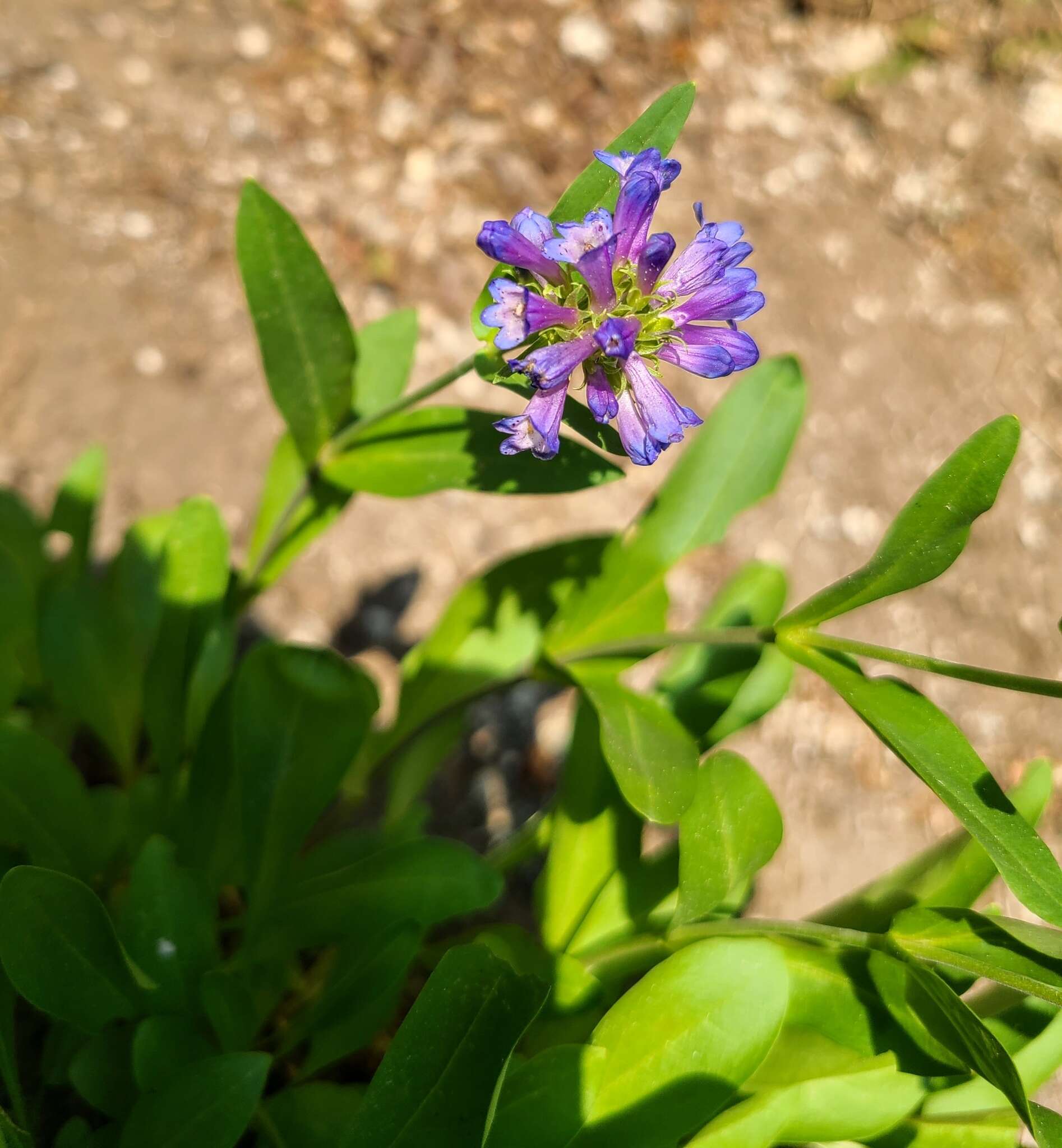 Image of Globe Beardtongue