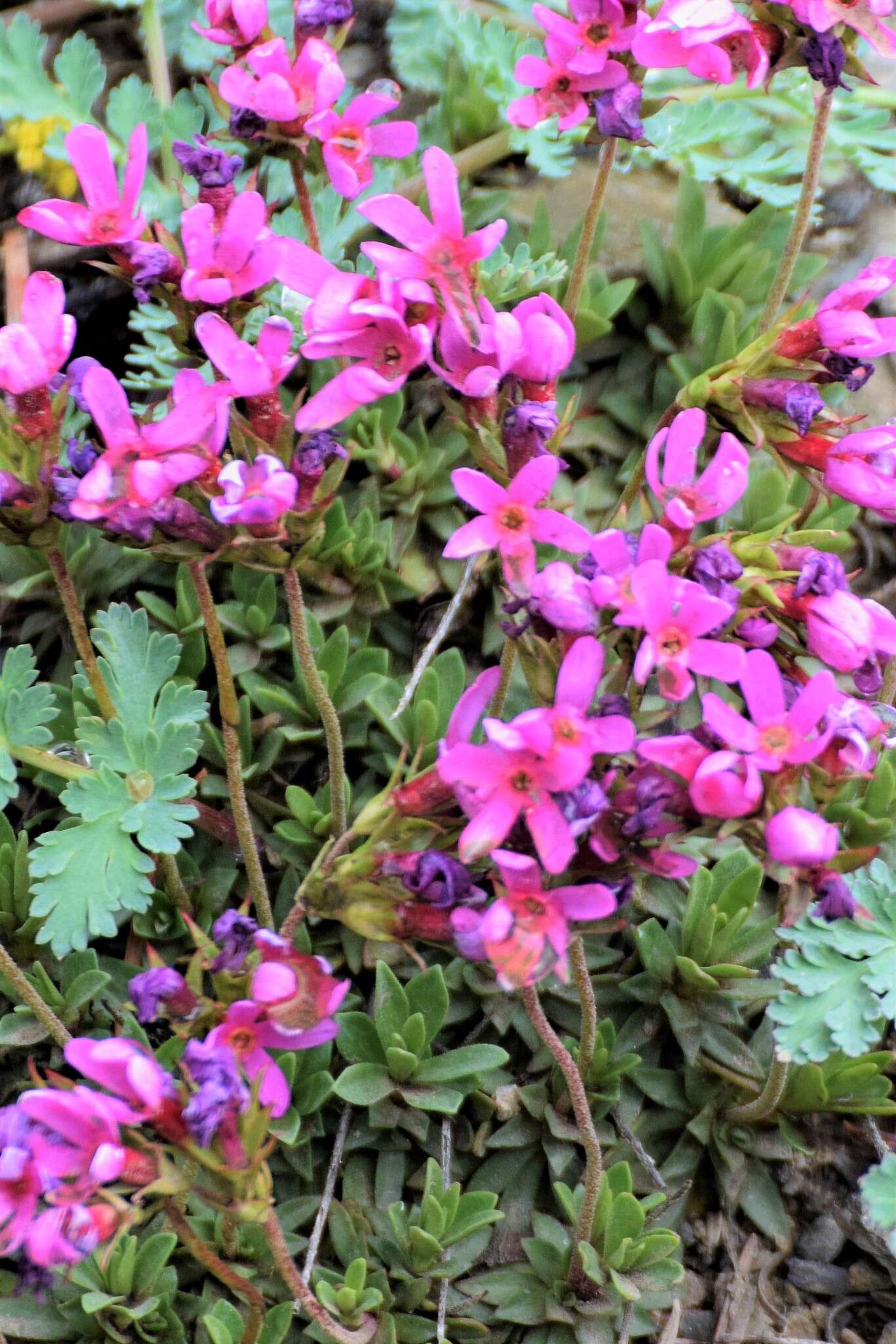 Plancia ëd Douglasia laevigata A. Gray