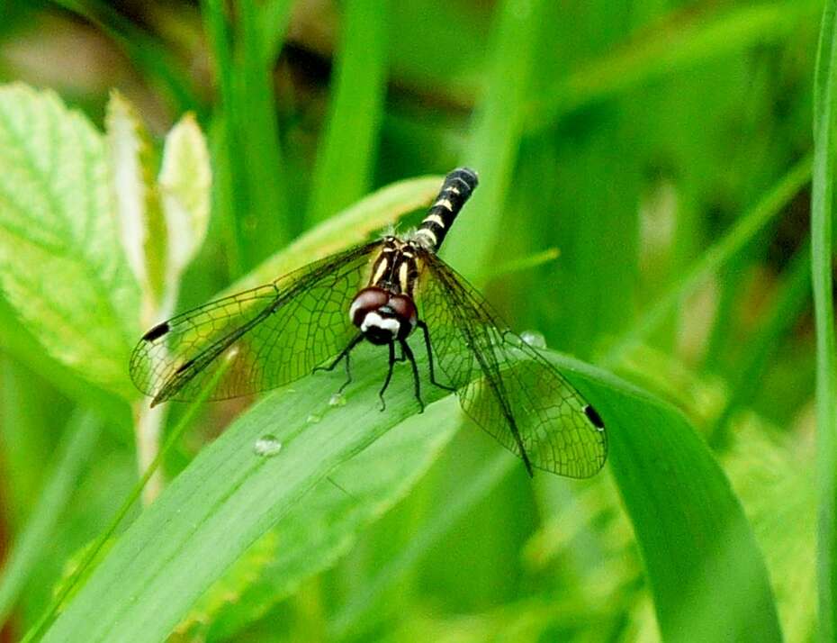 Image of skimmers