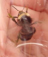 صورة Bombus occidentalis Greene 1858