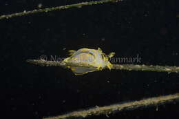 Image of Fourline nudibranch