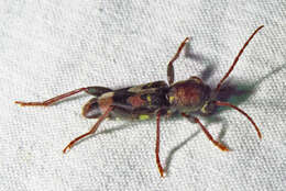 Image of Rustic Borer