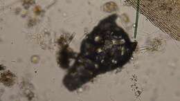 Image of Difflugia nodosa