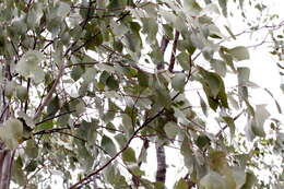 Image of Eucalyptus populnea F. Müll.