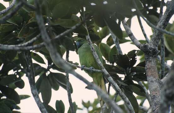 Image of Echo Parakeet