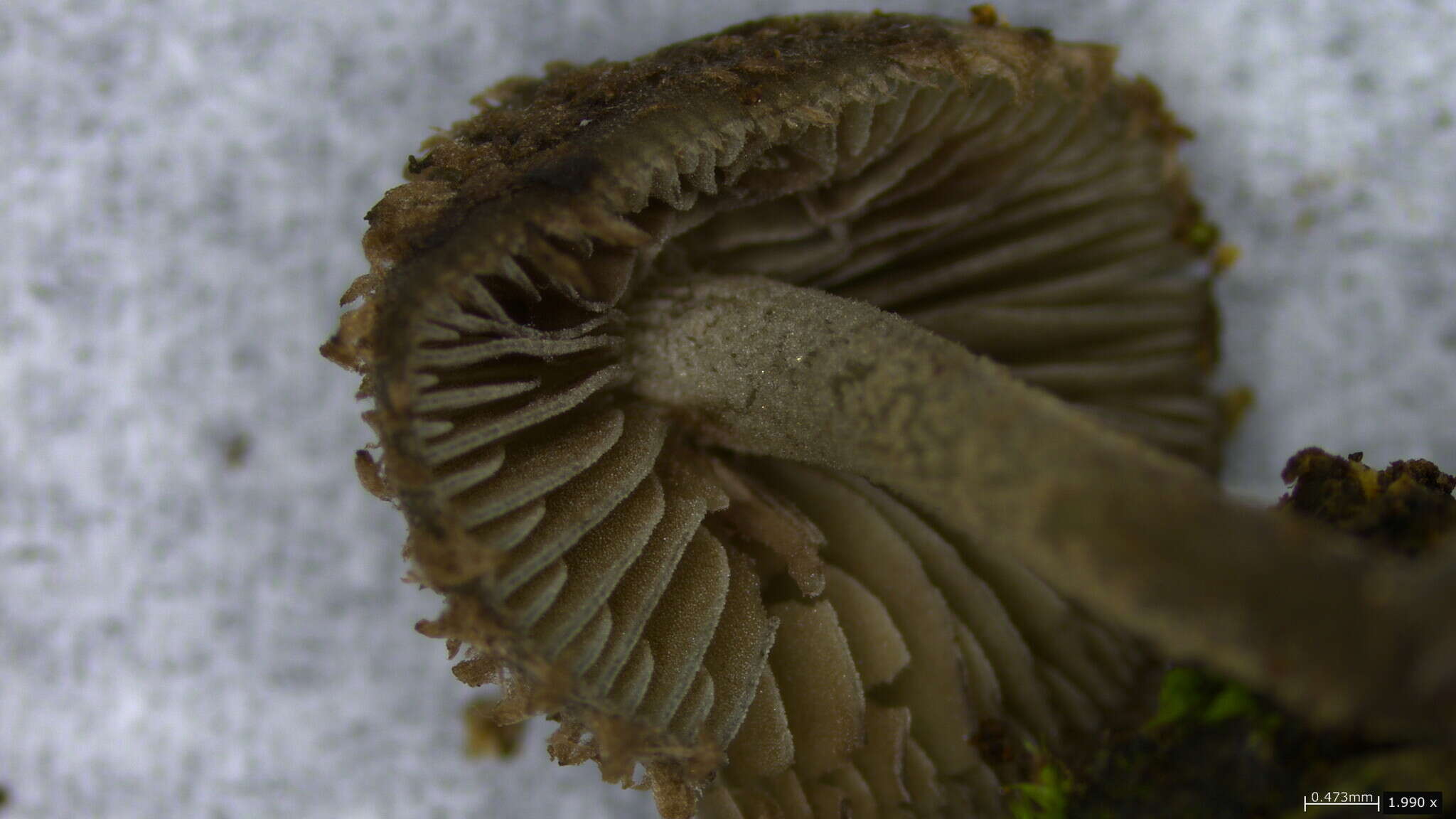 Image of Cystoagaricus strobilomyces (Murrill) Singer 1947