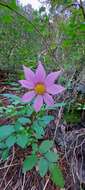 Image of Dahlia tubulata P. D. Sorensen