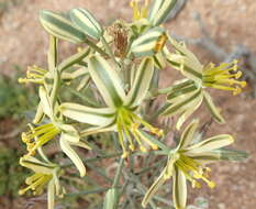 صورة Albuca secunda (Jacq.) J. C. Manning & Goldblatt