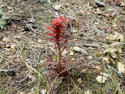 Imagem de Pedicularis aurantiaca (E. F. Sprague) Monfils & Prather