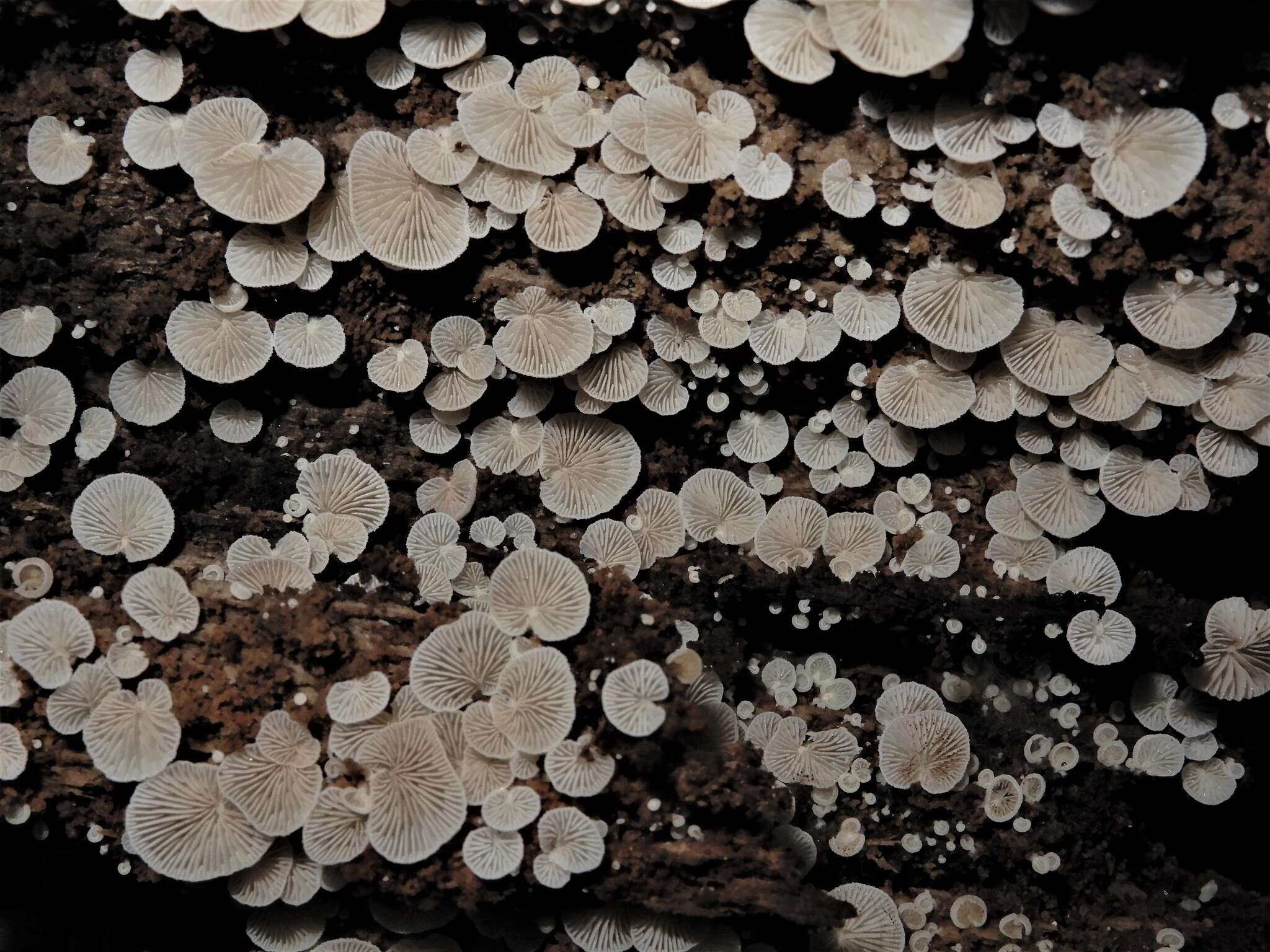 Image of <i>Crepidotus affinis</i>