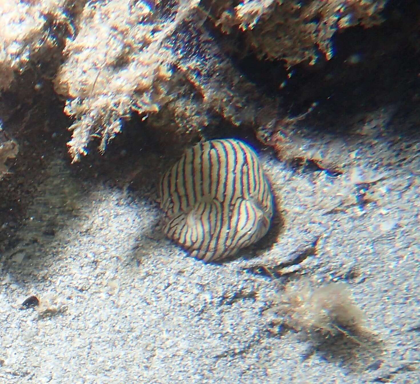 Image of Striped Pyjama Squid