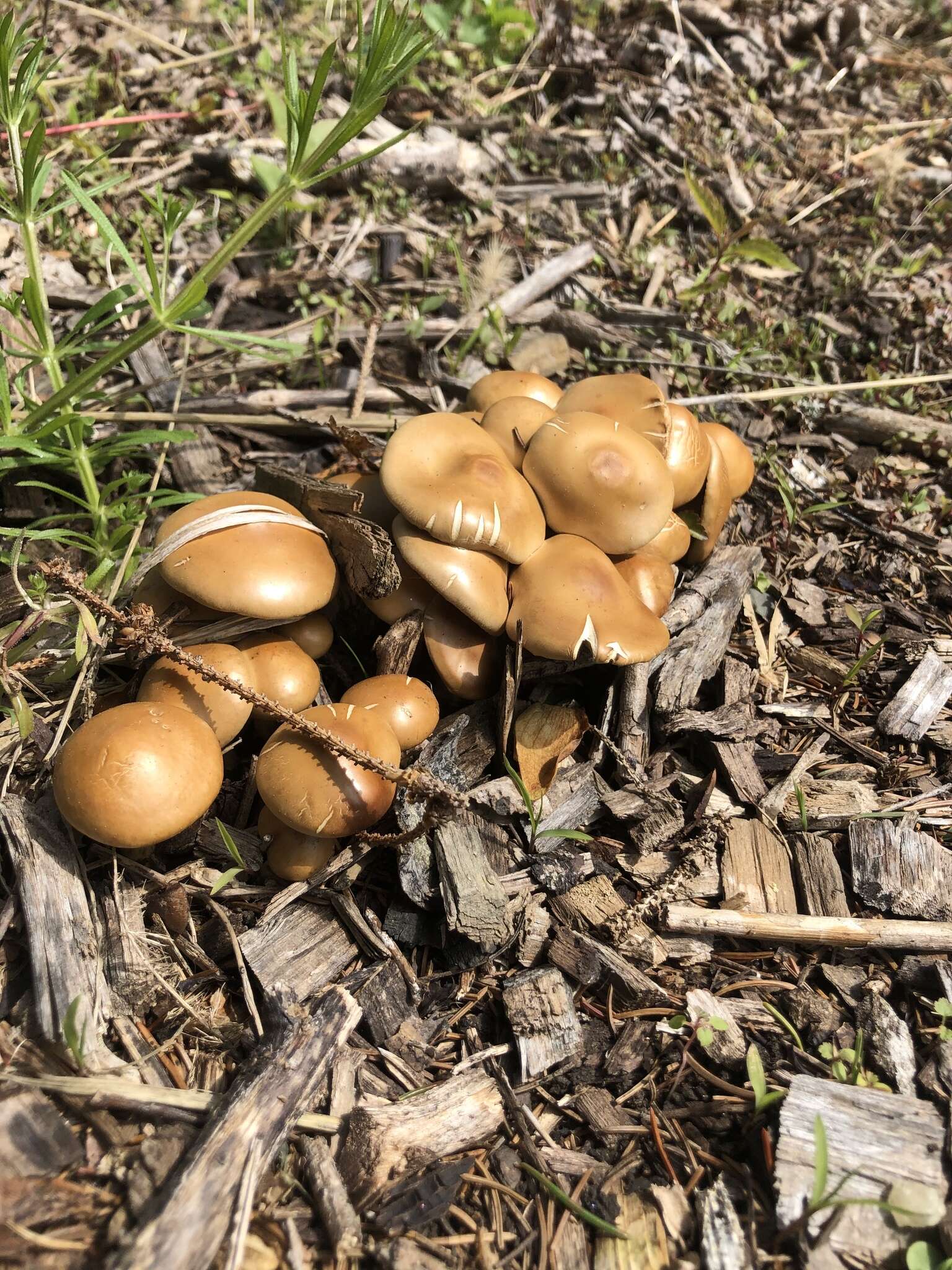 Agrocybe sororia (Peck) Singer 1978 resmi