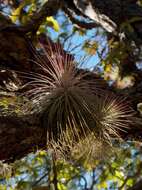 Image of Tillandsia magnusiana Wittm.