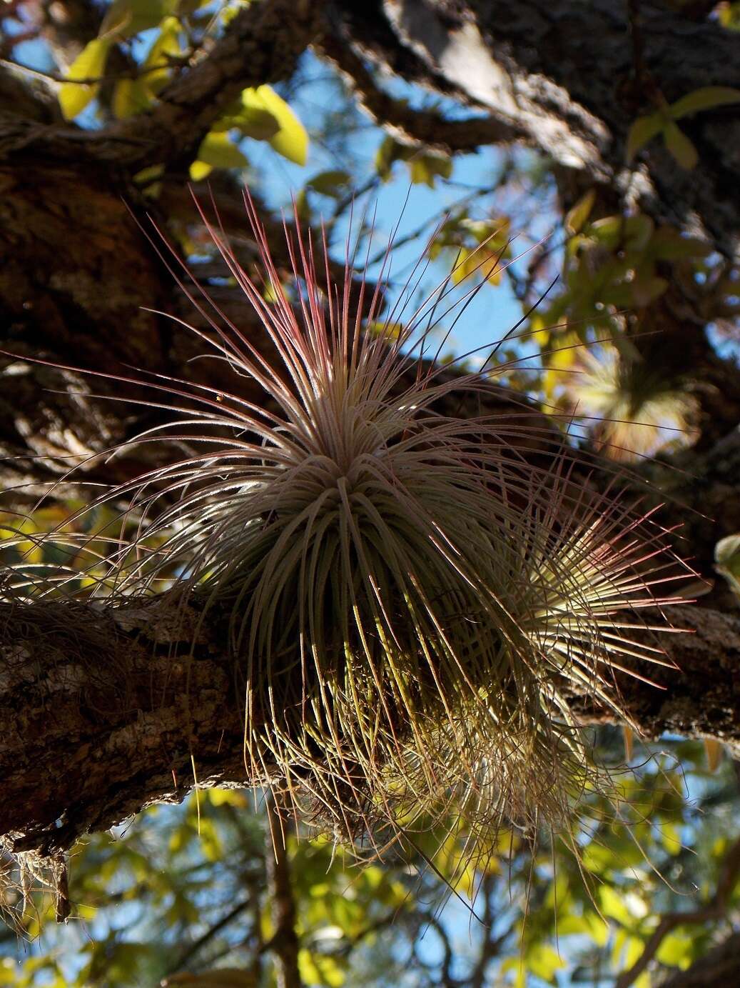 Image of Tillandsia magnusiana Wittm.