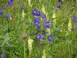 Aquilegia glandulosa Fisch.的圖片