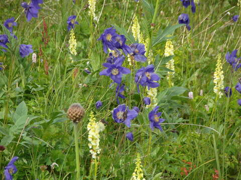 Aquilegia glandulosa Fisch.的圖片