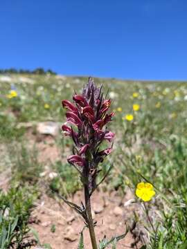 Imagem de Pedicularis cystopteridifolia Rydb.