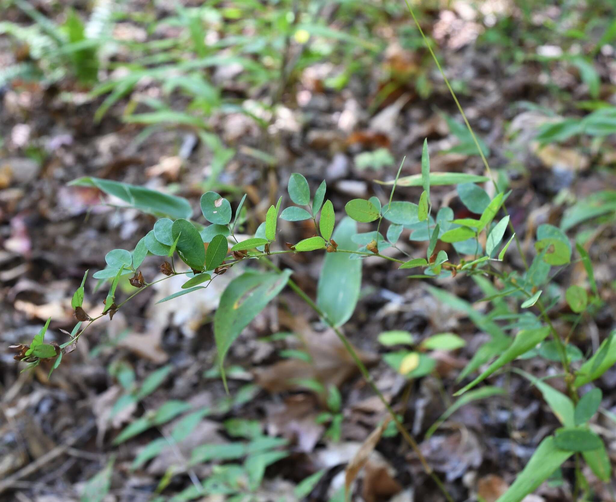 Image de Lespedeza repens (L.) W. P. C. Barton