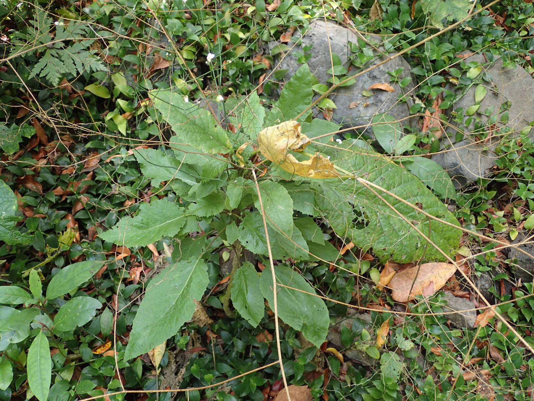 Image of Crambe santosii Bramwell