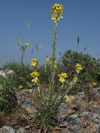 Image of Erysimum raulinii Boiss.