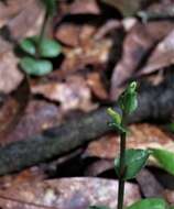 Imagem de Triphora yucatanensis Ames