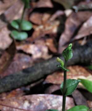 Triphora yucatanensis Ames的圖片