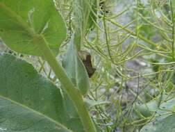 Image of scarce burnished brass