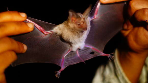 Image of Waterhouse's Leaf-nosed Bat