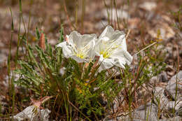 Oenothera cespitosa Nutt. resmi