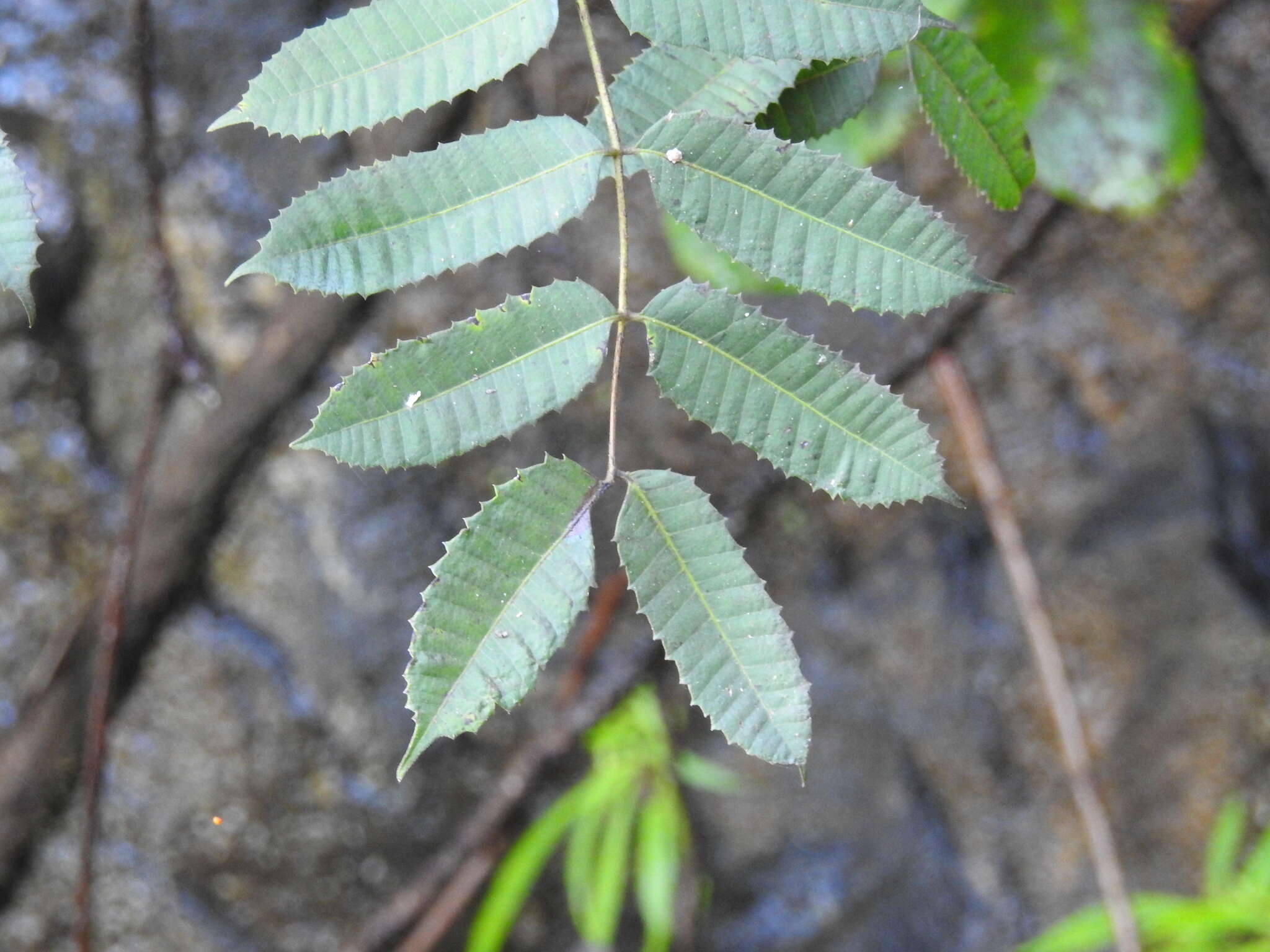 Image of Carrasco