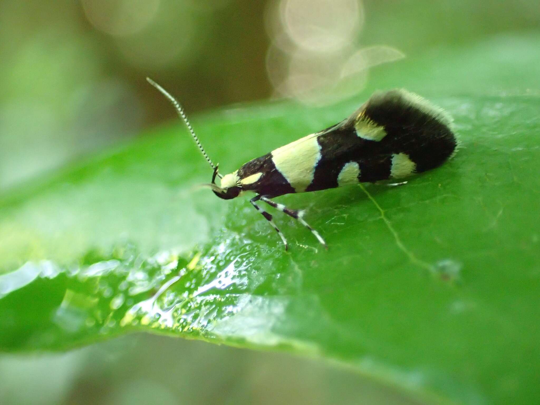 Image of <i>Eratophyes amasiella</i>