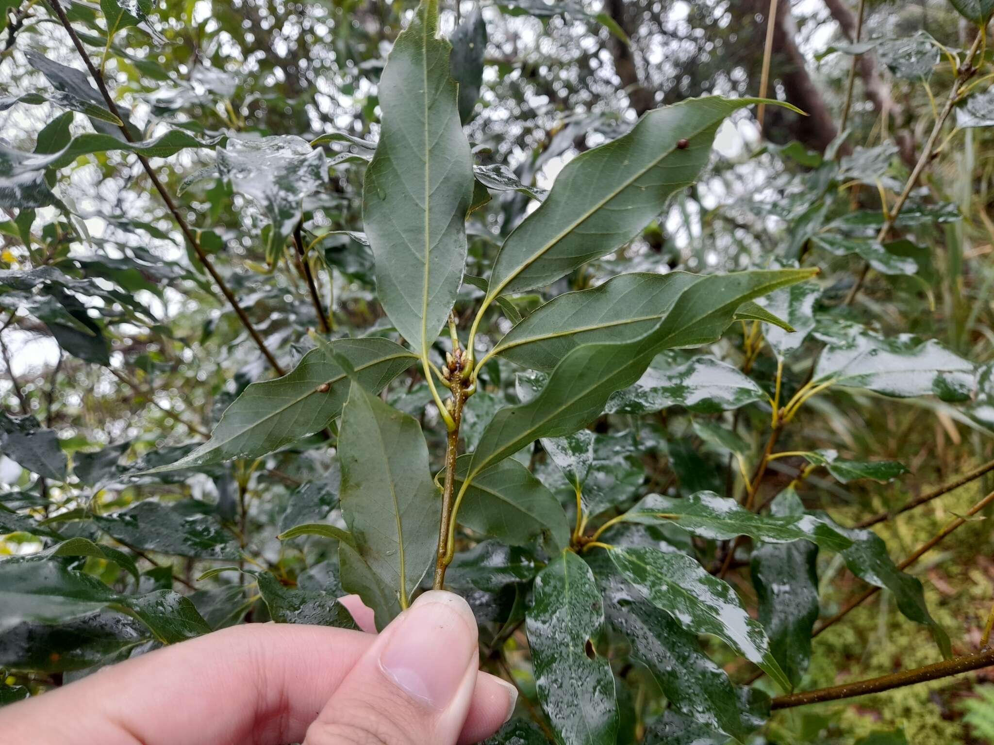 Image of Quercus longinux Hayata