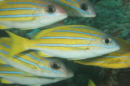 Image of Bengal snapper