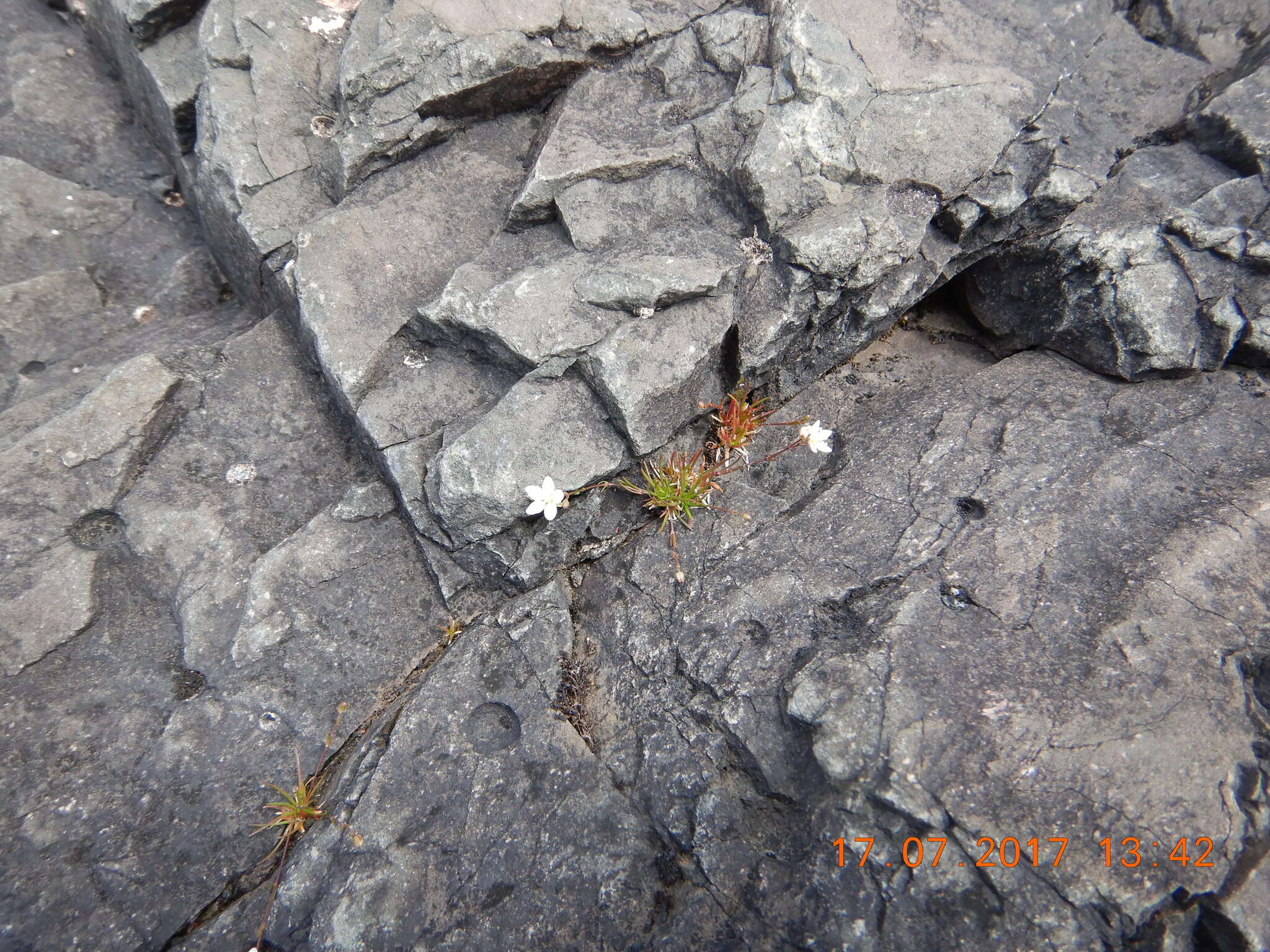 Image of knotted pearlwort