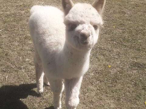 Image of Alpaca