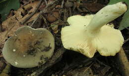 Image of Russula modesta Peck 1907