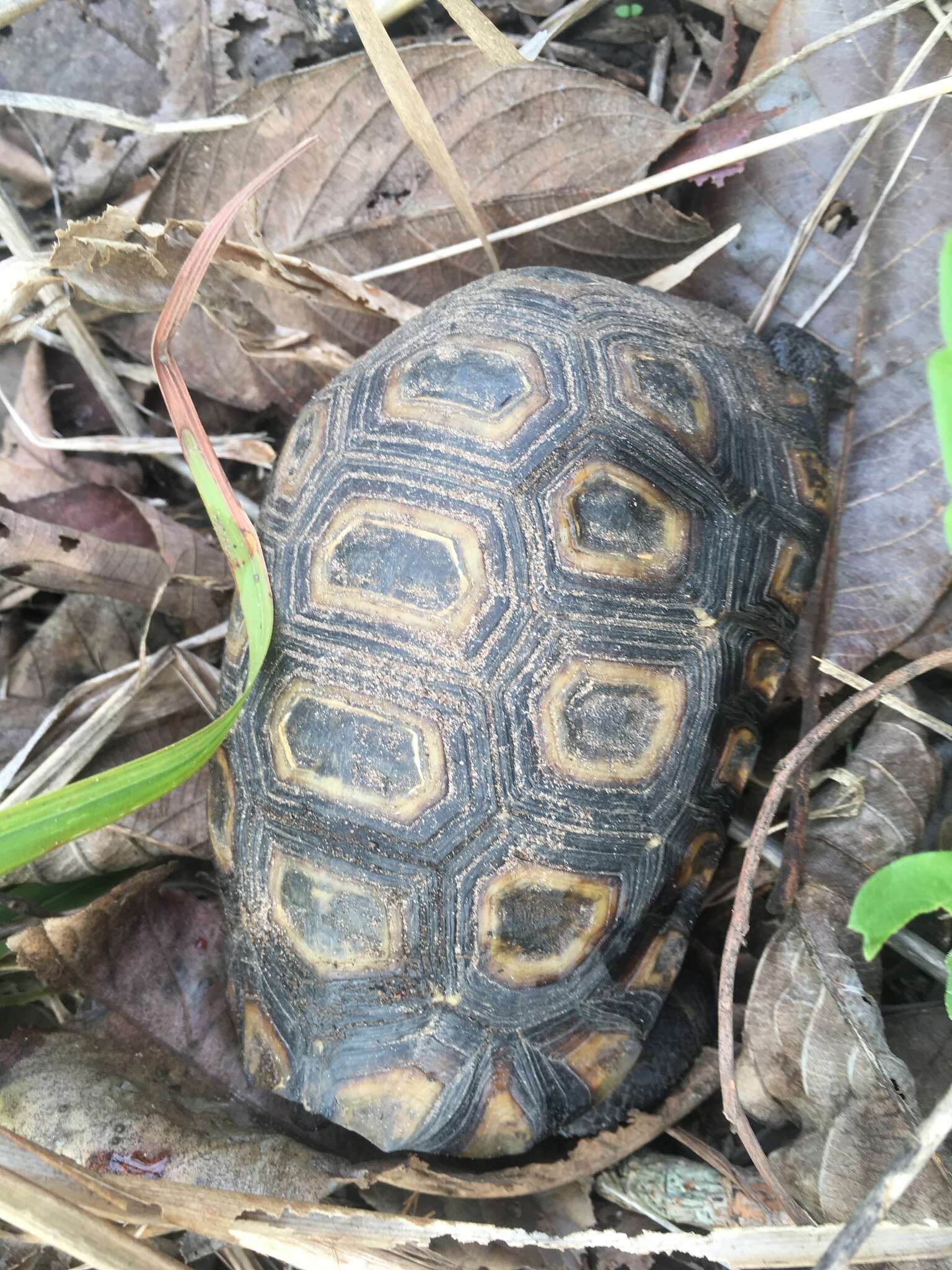 Image of Bell’s hinged tortoise